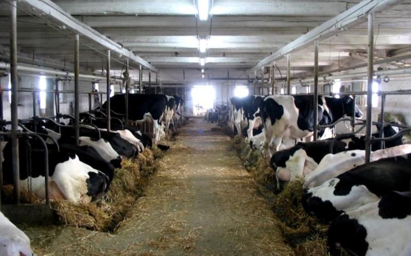 Uruguay's Dairy Sector Backs Land Purchase Amidst Calls for Market Expansion