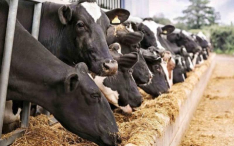 SoftServe Founder Ventures into Ukraine's Dairy Industry