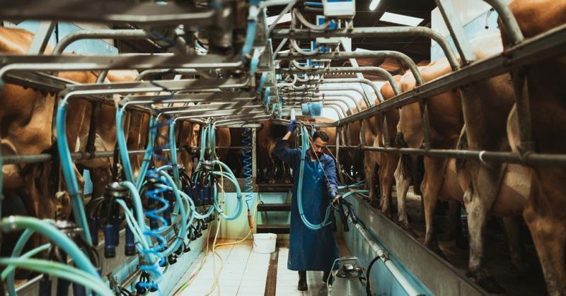 UK Dairy Farmers Face Milk Supply Challenges Due to Drought