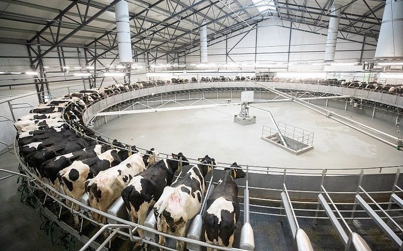 80% of Belarus' Milk is Produced at 1,700 Modern Dairy Complexes - Ivan Smilgin