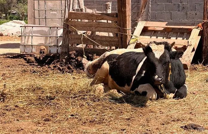 La producción lechera de Soledad disminuye debido a una prohibición sanitaria de larga data