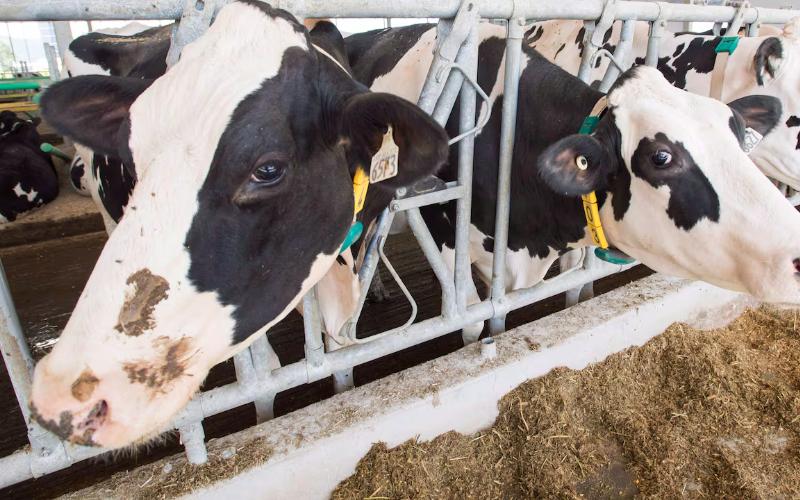 Kanada ve ABD, Alman Süt ve Et Ürünlerine Getirilen İthalat Kısıtlamalarını Kaldırdı