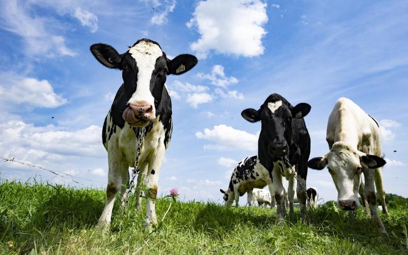 Canada Opens Market for New Zealand Dairy After Trade Dispute