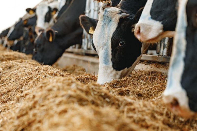 British Dairy Farmers Hit Hard by Milk Price Cuts