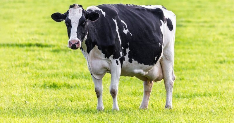 Changing Markets: Bel Group overtakes Danone in methane-action ranking with 80%
