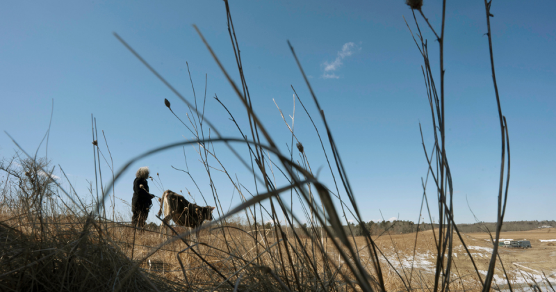 PFAS Contamination Threatens New York's Dairy and Meat Sectors