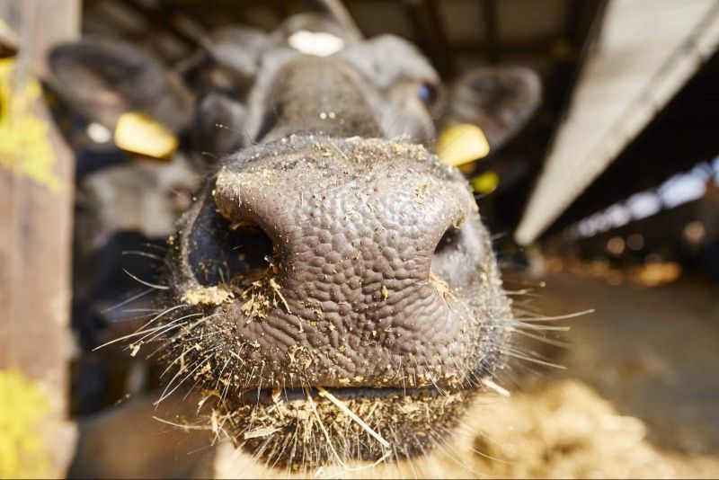 Impact of Summer Heat Stress on Autumn-Calving Dairy Cows