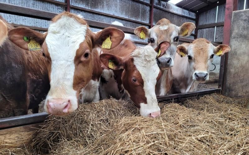 Danish Dairy Farmers Cease Use of Methane-Reducing Feed Amid Health Concerns