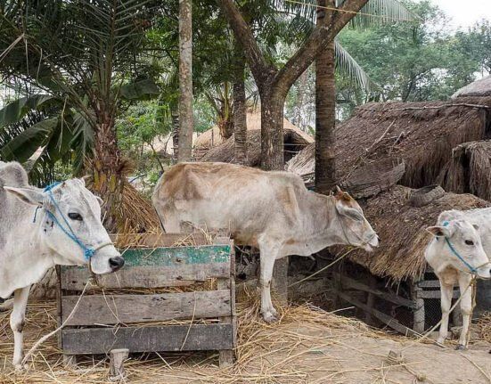 Goodricke Group Diversifies from Tea to Premium Dairy Products