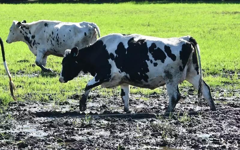 Yoğun Yağmurlara Rağmen Süt Üretimi Gücünü Koruyor