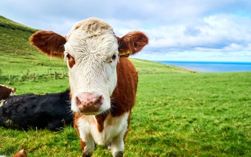Australian Milk Output Holds at 8.3 Billion Litres Despite Climatic Setbacks, Outlook for New Season Remains Cautious