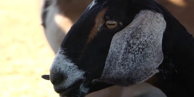 Más de 35 cabras murieron en un ataque en la lechería Buckeye