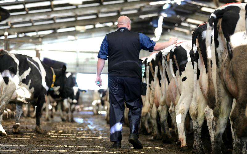 Coronango's Artificial Insemination Program to Boost Dairy Production