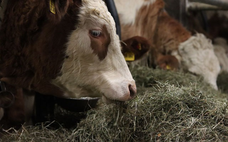 Ana Sığır Hastalıkları: Mastitis ve Şap Hastalığı