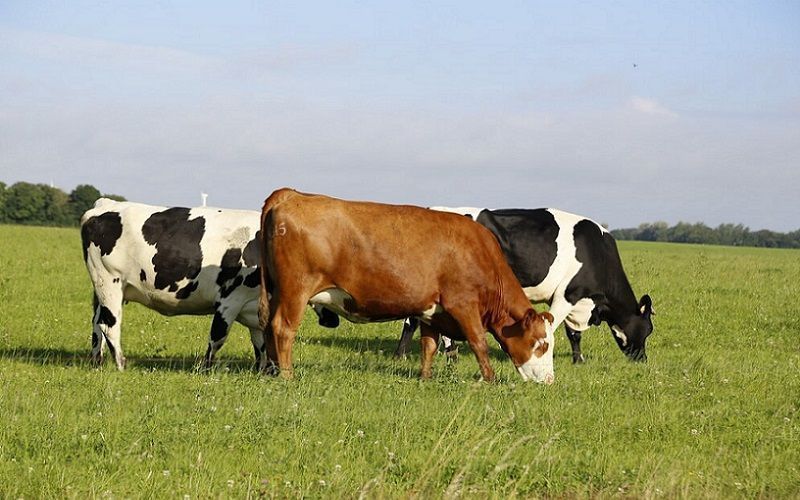 Multispecies Swards and Reduced Nitrogen: A Win-Win for Dairy Farming