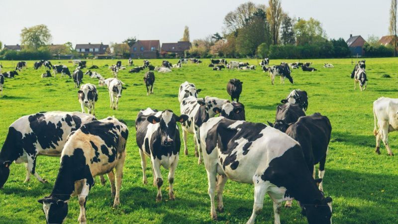 French dairy farm aligns 130 cows’ calving season with spring grass growth