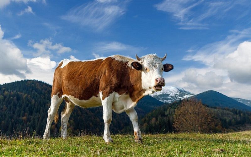 Cantabria Announces Subsidies for Dairy Production