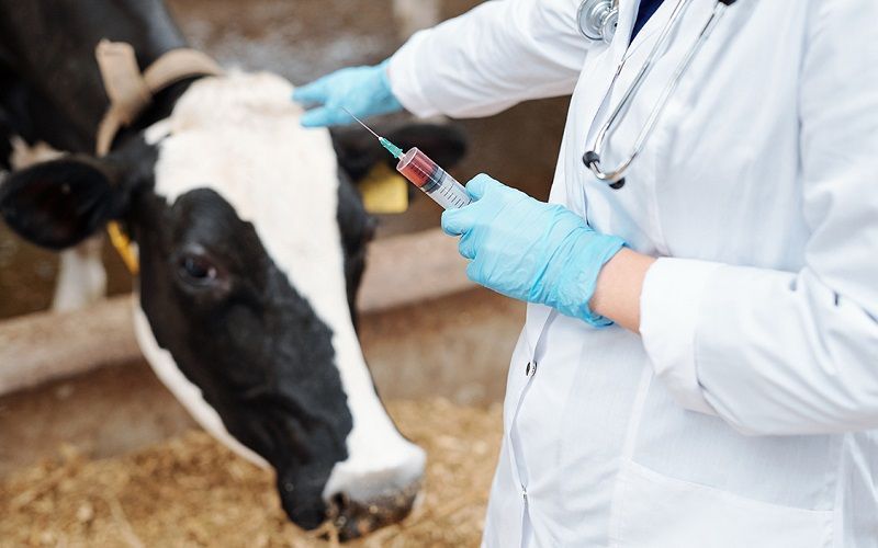 Disease Incidence in Livestock in Kazakhstan Decreased by 51% Amid Digitalization and Import Substitution of Vaccines