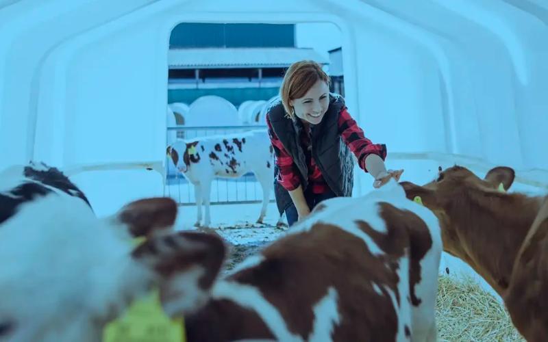 İnek Turizmi: UP Hükümeti Tarım Turizminde Yeni Fırsatlar Arıyor