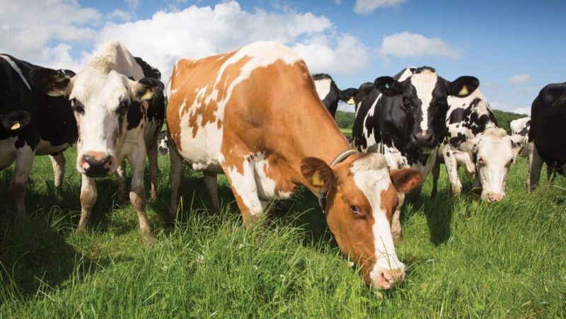 UK Milk Prices See Increment Despite Continued Market Uncertainty