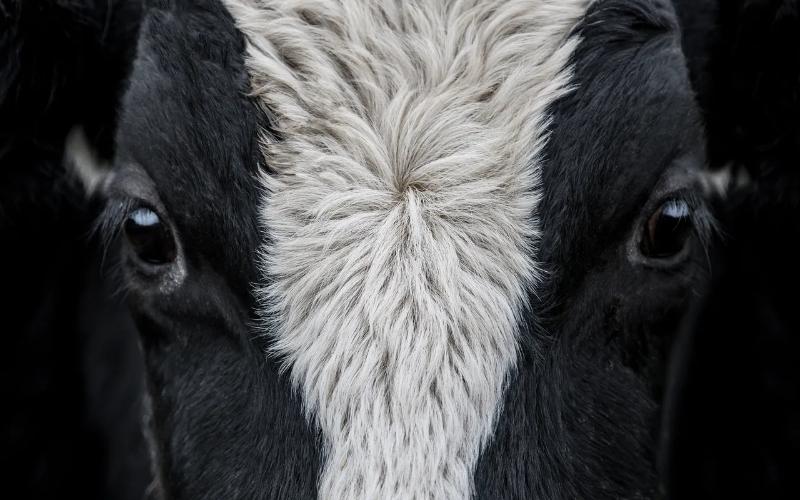 Breakthrough in Dairy Cattle Genomics: Single-Cell Expression Atlas Unveiled
