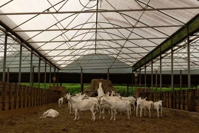 Dairy Goat Co-operative Cuts Debt and Raises Farmer Payouts