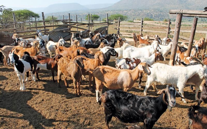 Artisanal Goat Farming Thrives in Paraguay