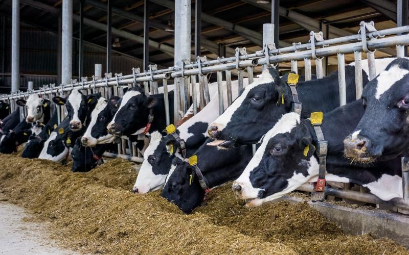 Northern Ireland Dairy Farmers Facing Severe Financial Pressures