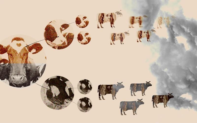 Калифорния впервые рассматривает регулирование выбросов метана в молочной промышленности