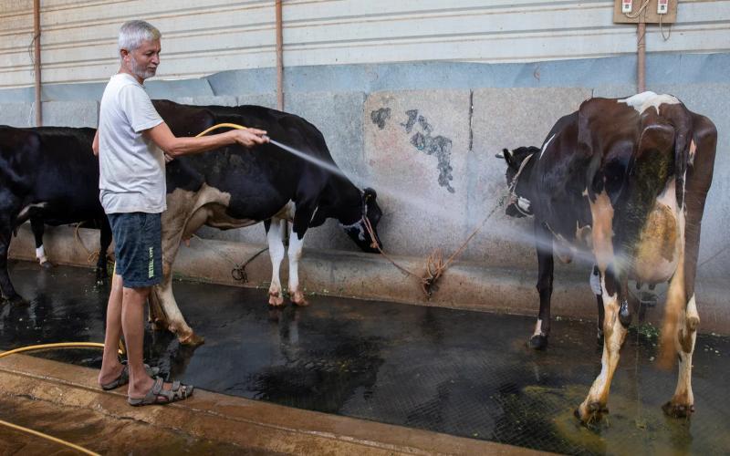 Los desafíos del calor extremo del verano para la cadena de frío láctea de India