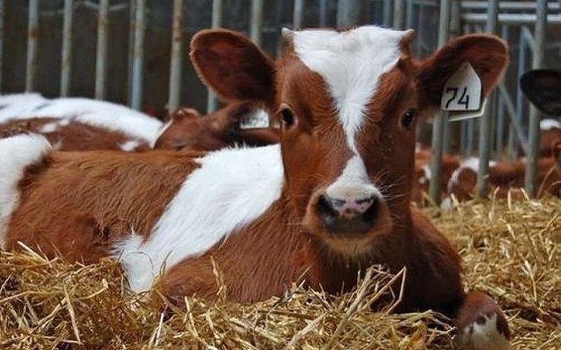 Казахстан расширяет экспорт животноводческой продукции, несмотря на ограничения