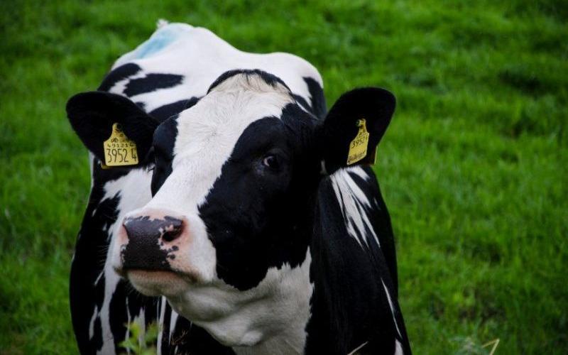UK Leads in Adoption of Sexed Dairy Semen