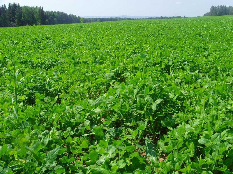 Фермеры используют кукурузные отходы для подкормки полей Фермеры используют кукурузные отходы для подкормки полей