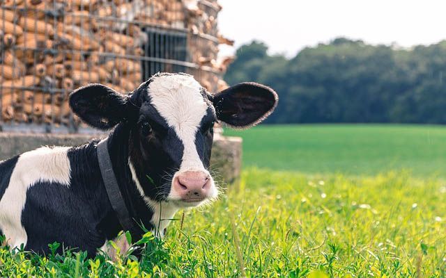 Rising Input Costs and Dry Weather Dampen Australian Farmer Confidence: Rabobank Survey