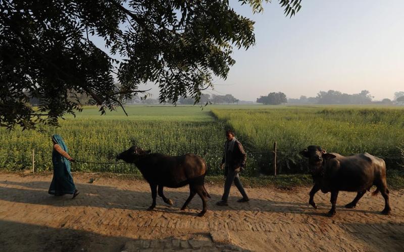 India’s Methane Challenge: Towards Climate Smart Dairy Efficiency