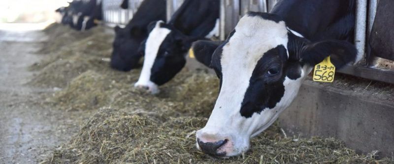 Рост цен на корм сокращает рентабельность молочной продукции в США