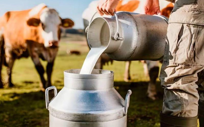 Ecuador's Dairy Export Expansion to El Salvador