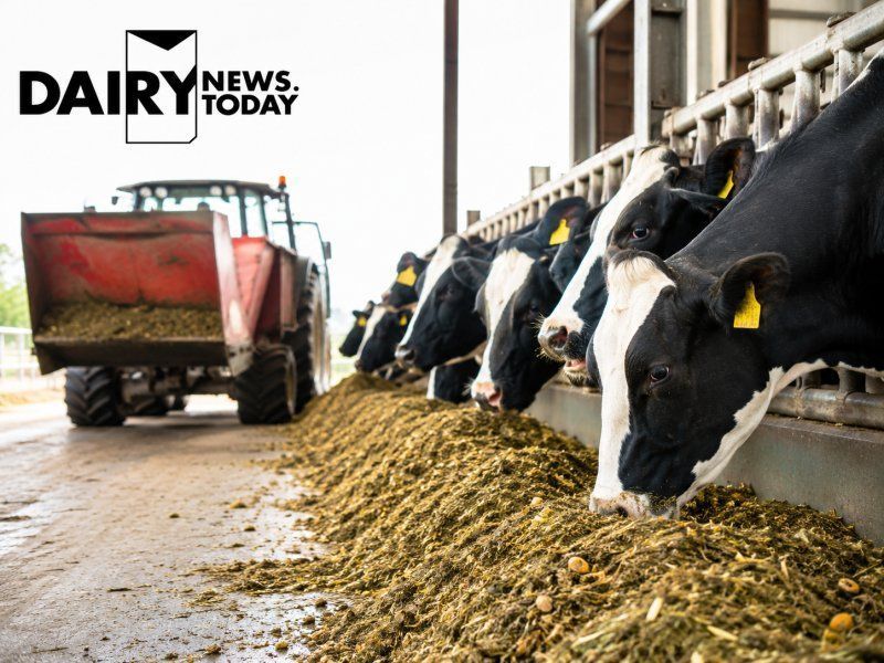 Feed Imports through St. Petersburg Tripled