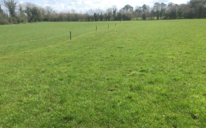 Irish Farmers Encouraged to Optimize Grass Utilization for Dairy Farms