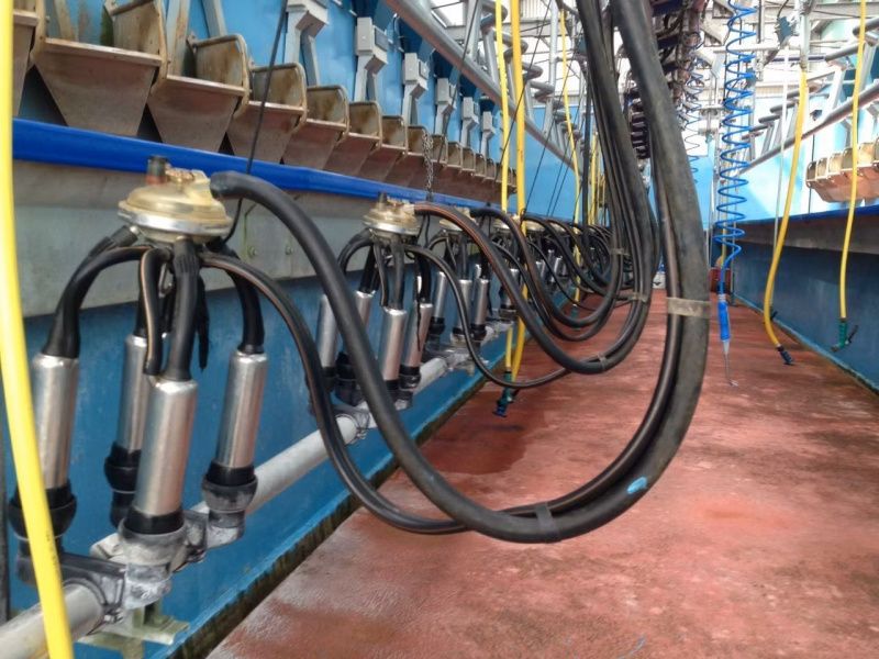 Ornua aumenta el precio indicativo de la leche irlandesa en dos céntimos