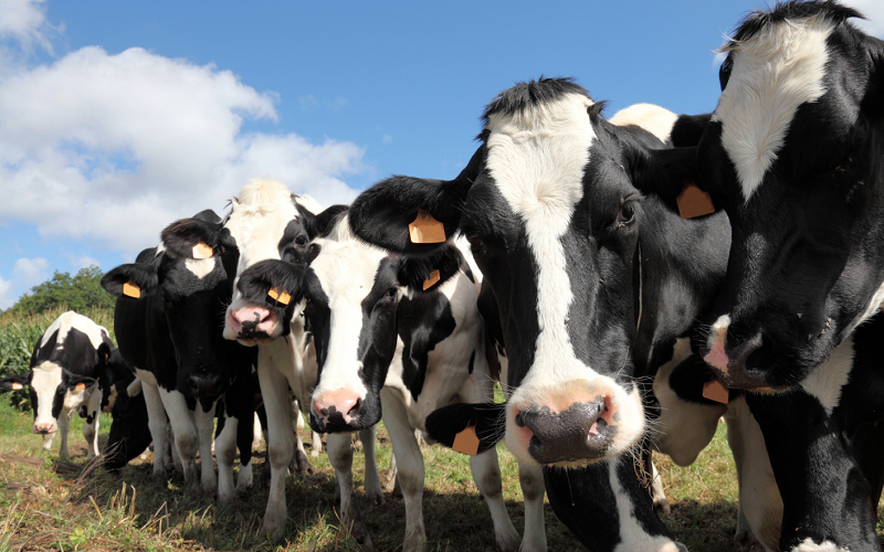Milk Production in Georgia Declined by 3.4% in the First Quarter of 2025