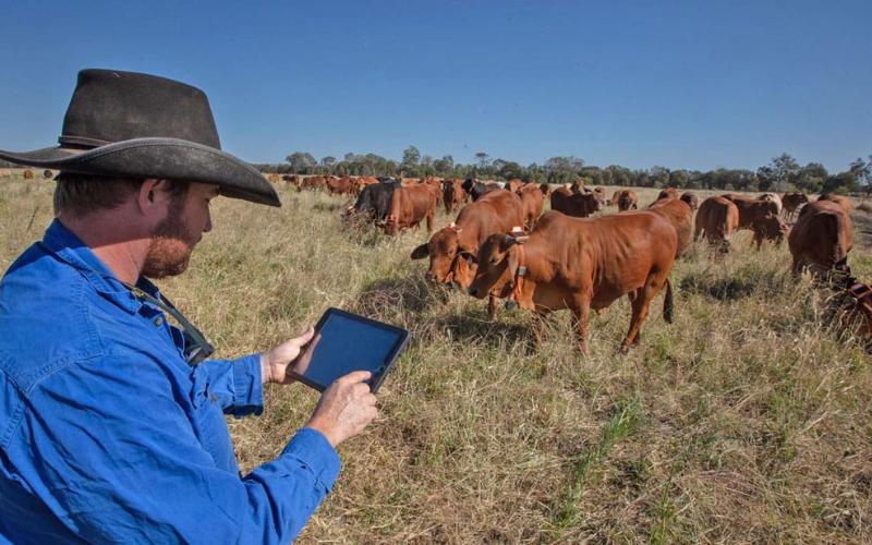 South Australia Legalises Virtual Fencing to Enhance Livestock Management South Australia Legalises Virtual Fencing to Enhance Livestock Management