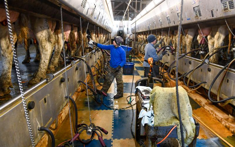 Impact of New Overtime Laws on U.S. Dairy Farm Labor Costs