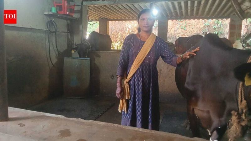Sundari Builds Dairy Enterprise with Gruhalakshmi Aid