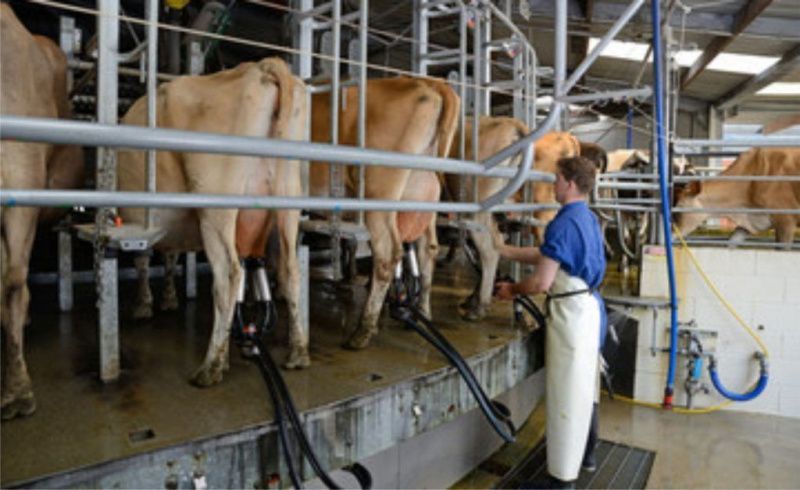 Milk prices reached R$2.87 per litre as costs rose