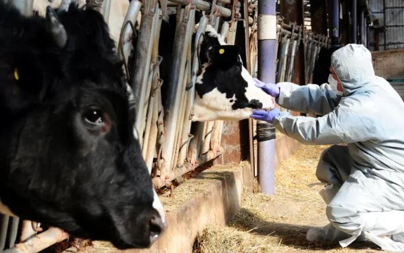 Şap Hastalığı, KwaZulu-Natal'deki Önemli Süt Üretim Bölgelerini Tehdit Ediyor