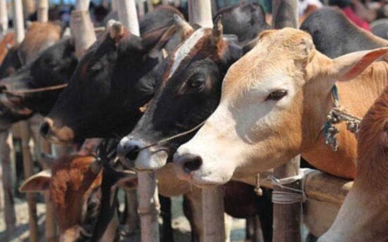 Advanced Breeding Technologies Boost India's Dairy Industry Potential