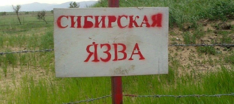 В Акмолинской области 12 человек госпитализировали с сибирской язвой