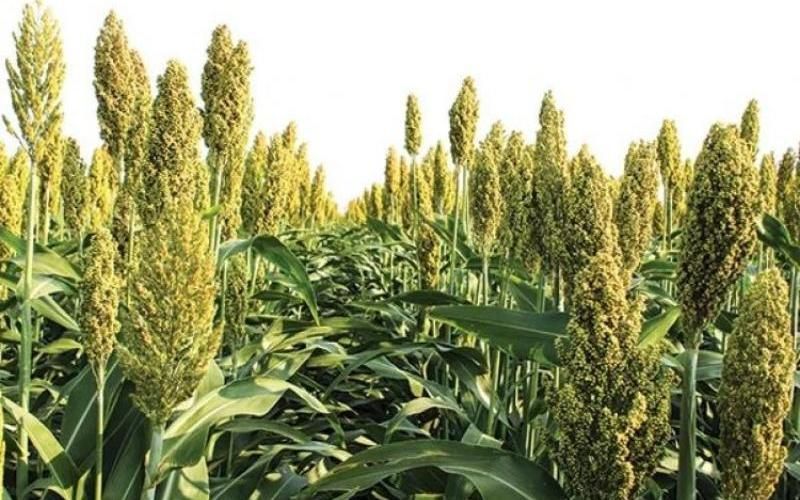 Crystal Crop, 2026 Kharif Sezonu İçin Yeni Süt Yemi Tohumu Tanıttı