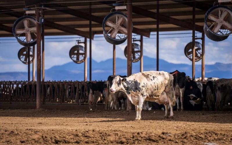 Pure Dairy открывает молочное предприятие за $100 млн Pure Dairy открывает молочное предприятие за $100 млн